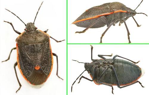 Réf. 345 143 : Chlorochroa ligata